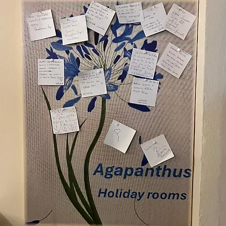 Agapanthus 3*
