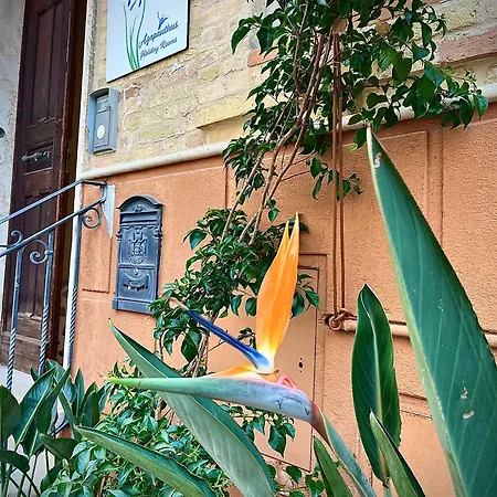 Agapanthus Gasthuis Offida