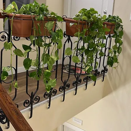 Agapanthus Gasthuis 3*