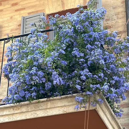 Agapanthus